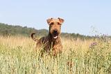 AIREDALE TERRIER 018